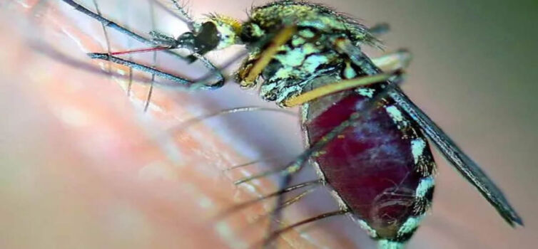 CHIKUNGUNYA CONTINUES TO POSE DEATH RISK FOR UP TO THREE MONTHS, LANCET STUDY FINDS